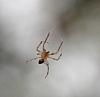 hammock spider, pityohyphantes costatus.jpg